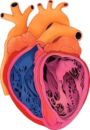 Herz