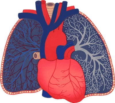 Herz und Lunge